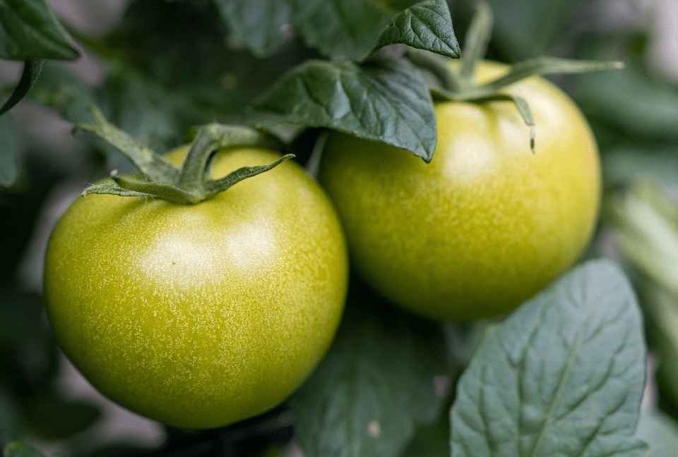 how to turn green tomatoes red