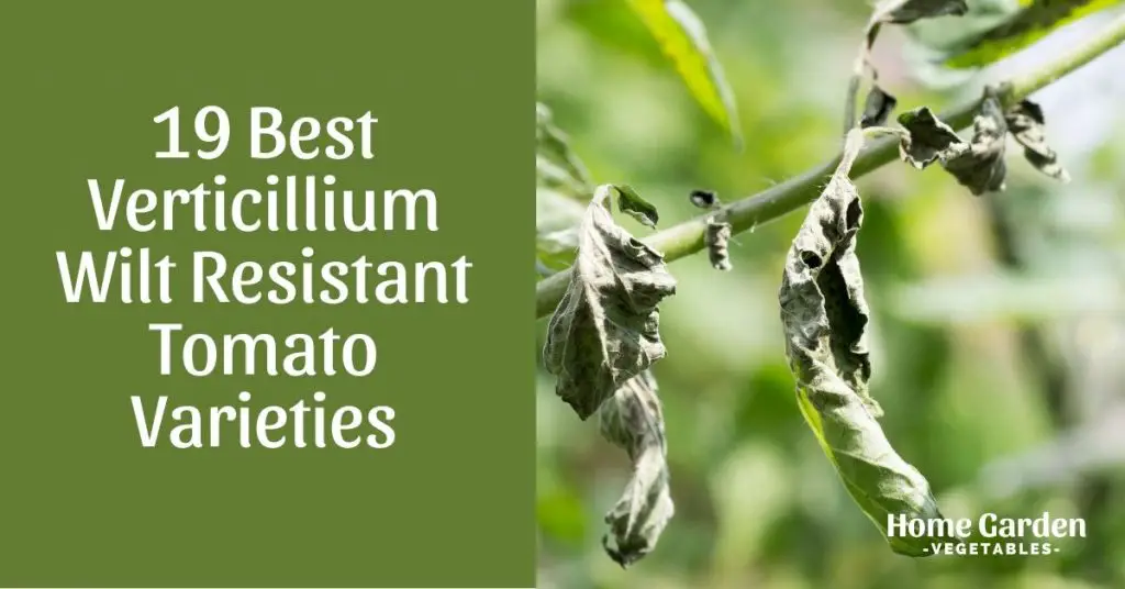 Verticillium Wilt Resistant Tomato Varieties