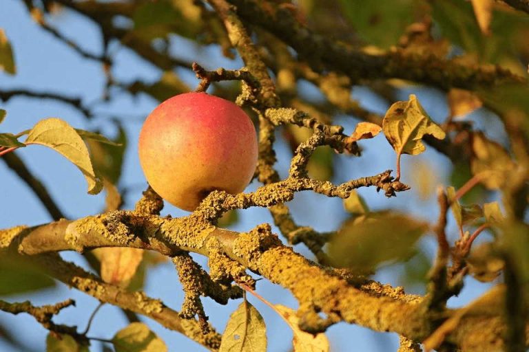 Beware Of Apple Tree Leaves Turning Yellow And Falling Off Home