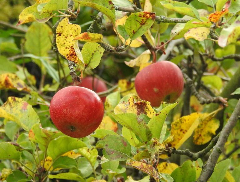 Beware Of Apple Tree Leaves Turning Yellow And Falling Off Home