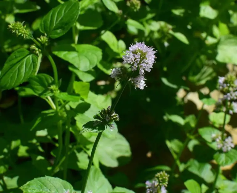 Why Is My Mint Plants Flowering? 5 Solutions To Stop It! Home Garden