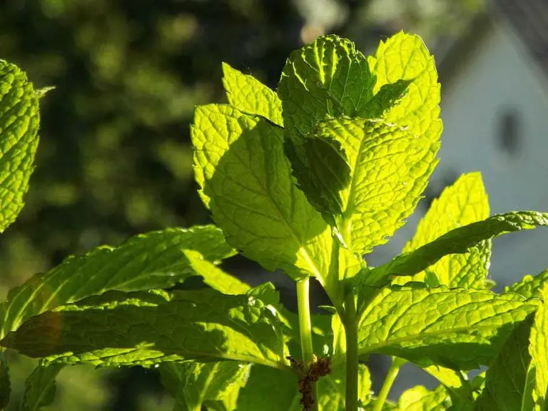 Why Is My Mint Plants Flowering? 5 Solutions To Stop It! Home Garden