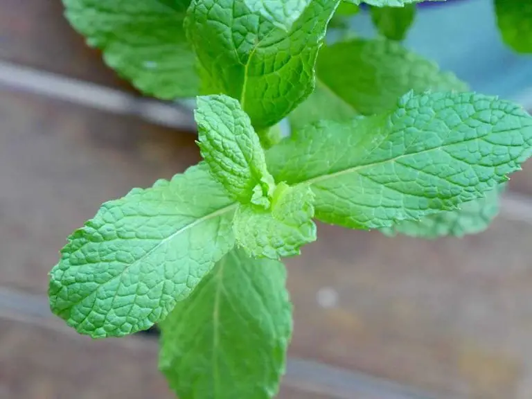 Why Is My Mint Plants Flowering? 5 Solutions To Stop It! Home Garden Vegetables