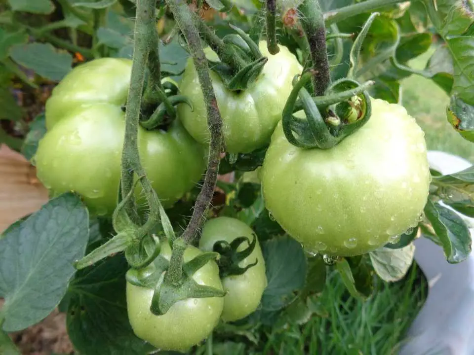 Aerogarden Tomatoes Are Not Turning Red