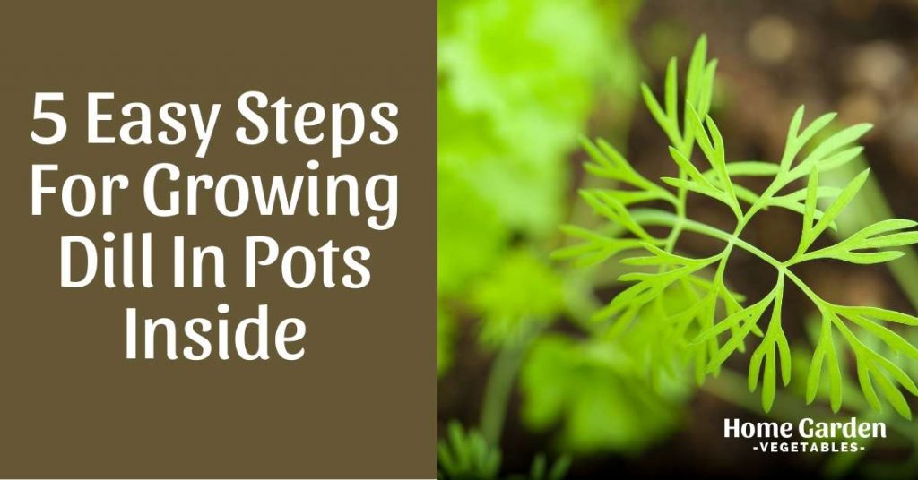 Growing Dill In Pots Inside