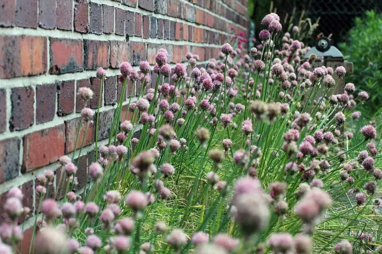 Do Chives Need Cutting Back? Pruning And Deadheading Chives Home