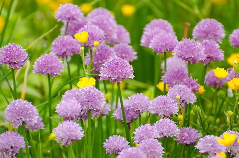 Do Chives Regrow After Cutting
