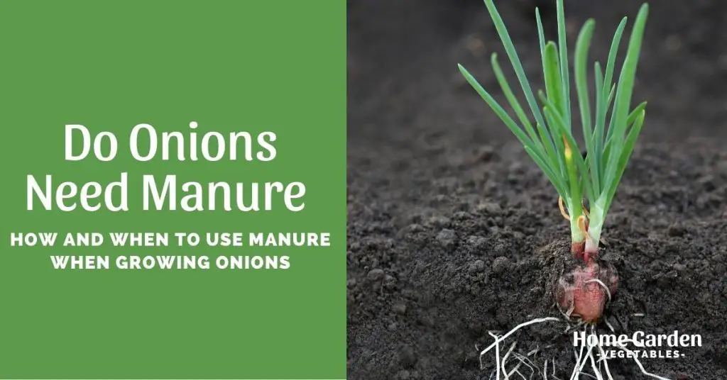 Growing Onions In Containers
