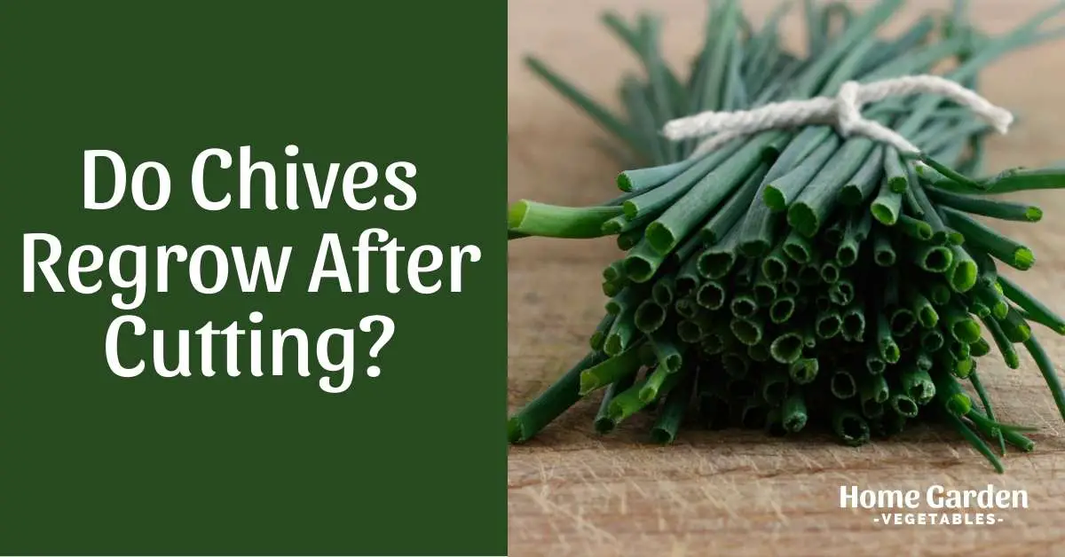 Do Chives Regrow After Cutting