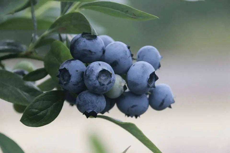 Growing Blueberries Indoors