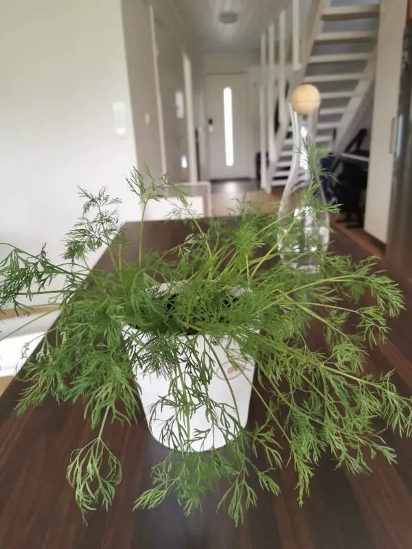 5 Easy Steps For Growing Dill In Pots Inside Home Garden Vegetables