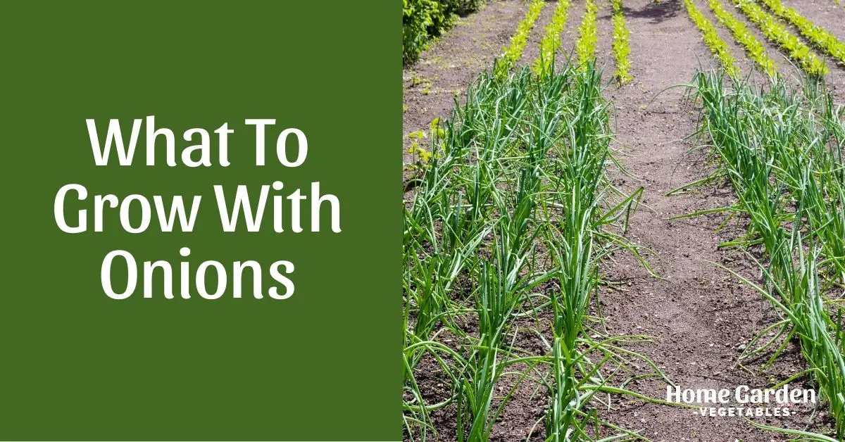 What To Grow With Onions
