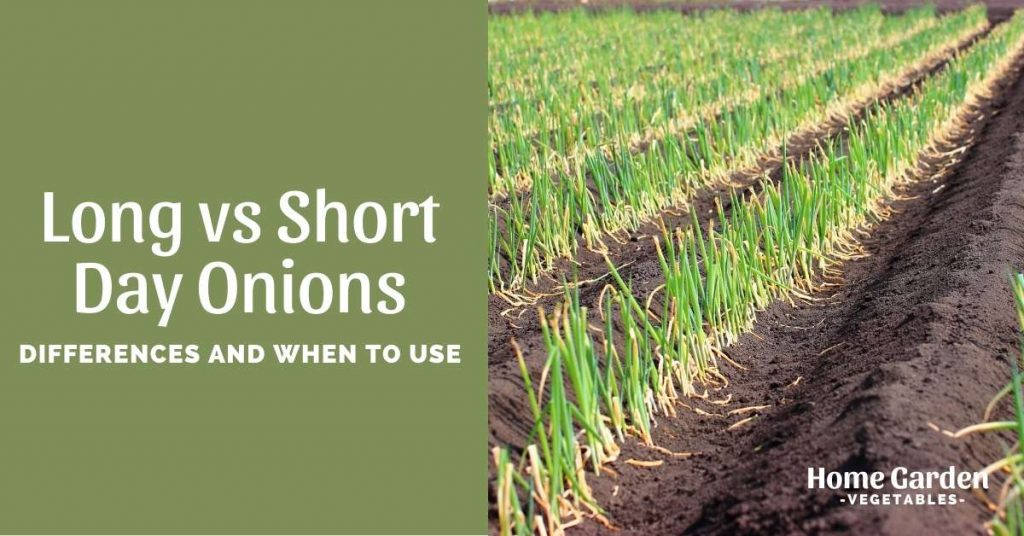 long vs short day onions