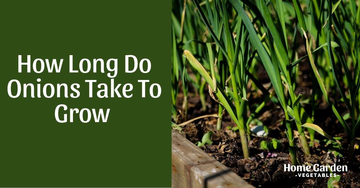 How Long Do Onions Take To Grow