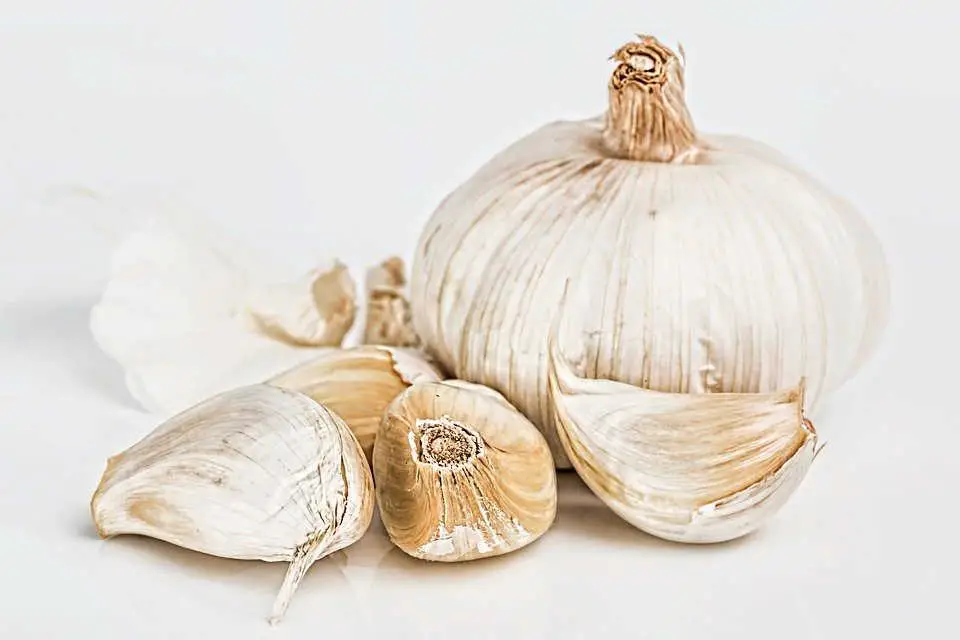 Hardneck VS Softneck Garlic
