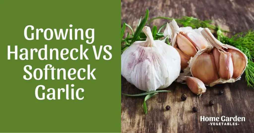 Hardneck VS Softneck Garlic