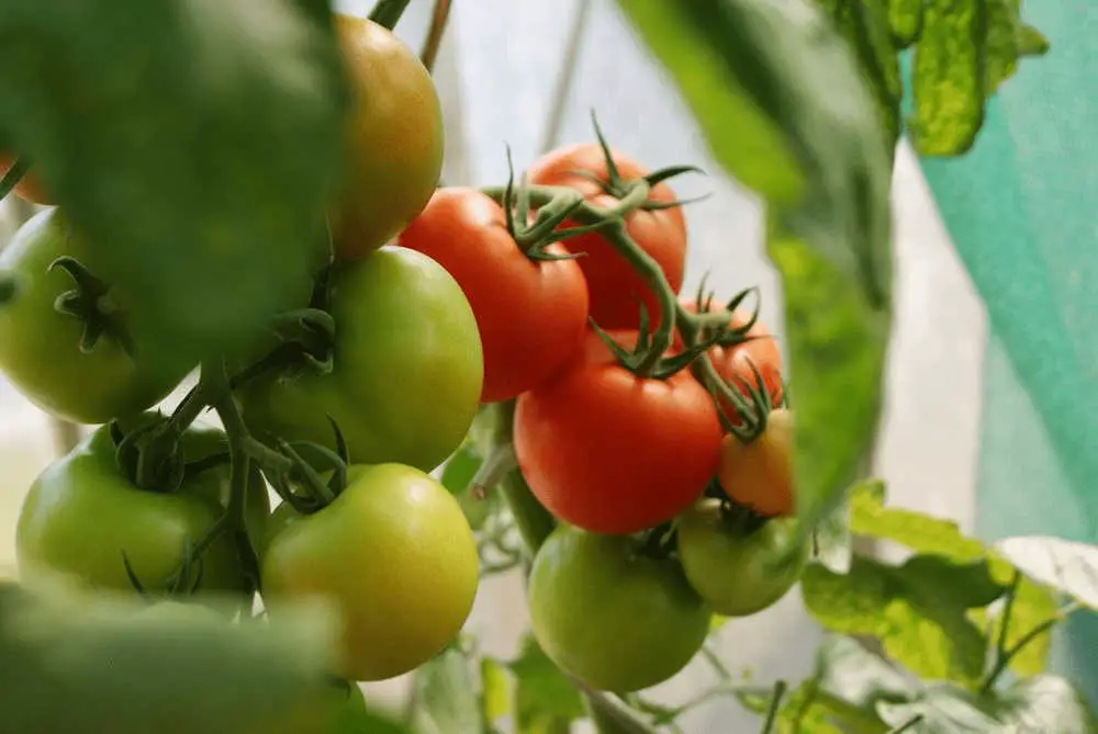 heat tolerant tomato varieties