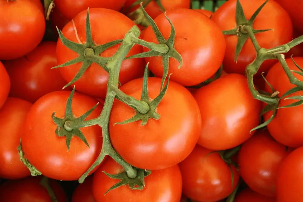 heat tolerant tomato varieties