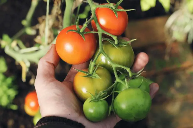 Heat Tolerant Tomato Varieties For Your Summer Garden Home Garden