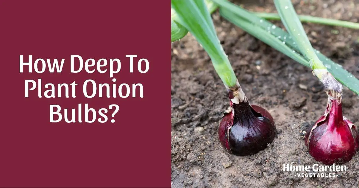 How deep to plant onion bulbs