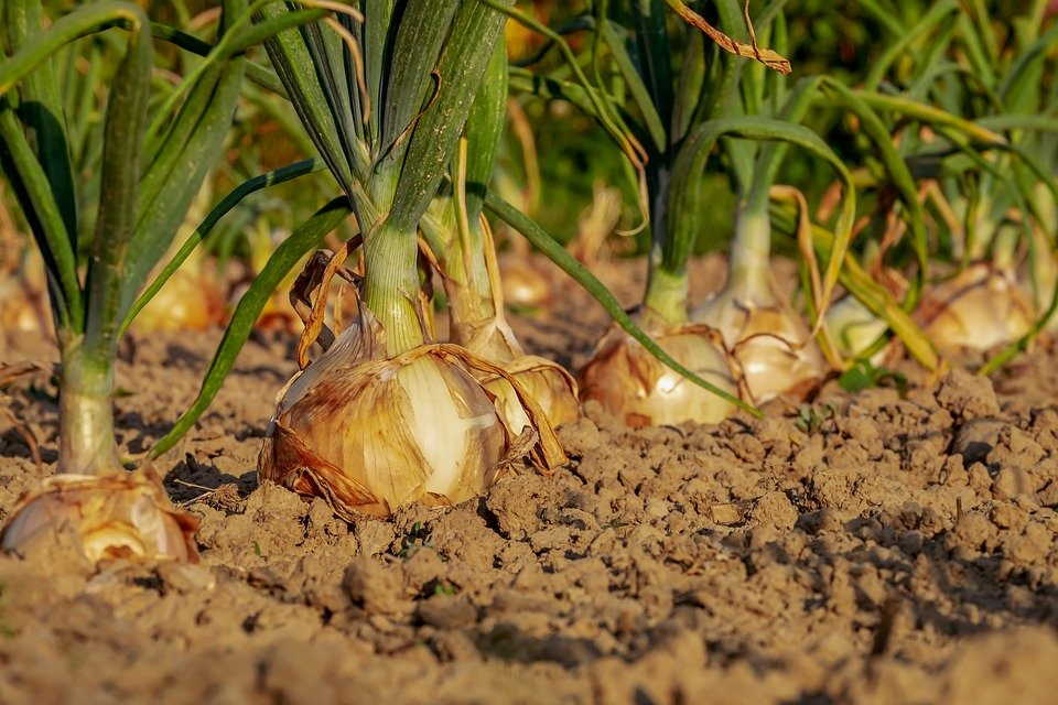 How To Plant Onion Bulbs