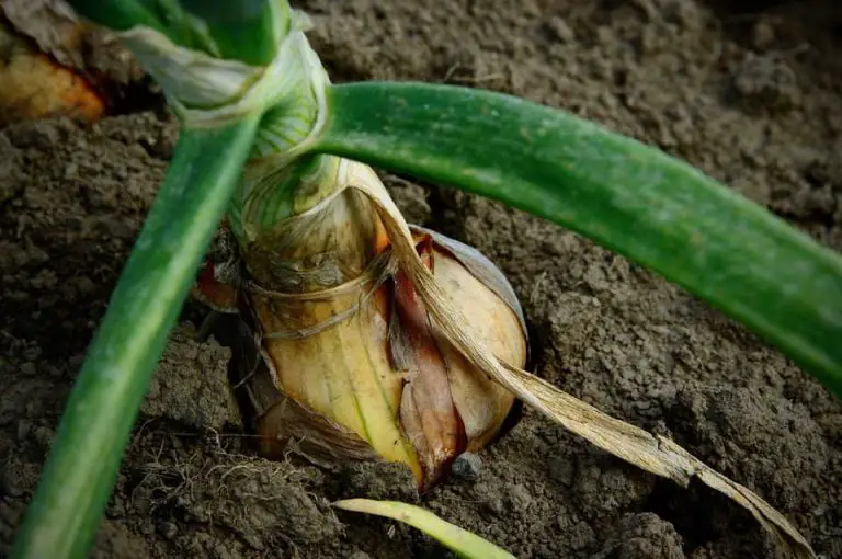 How To Plant Onion Bulbs Home Garden Vegetables