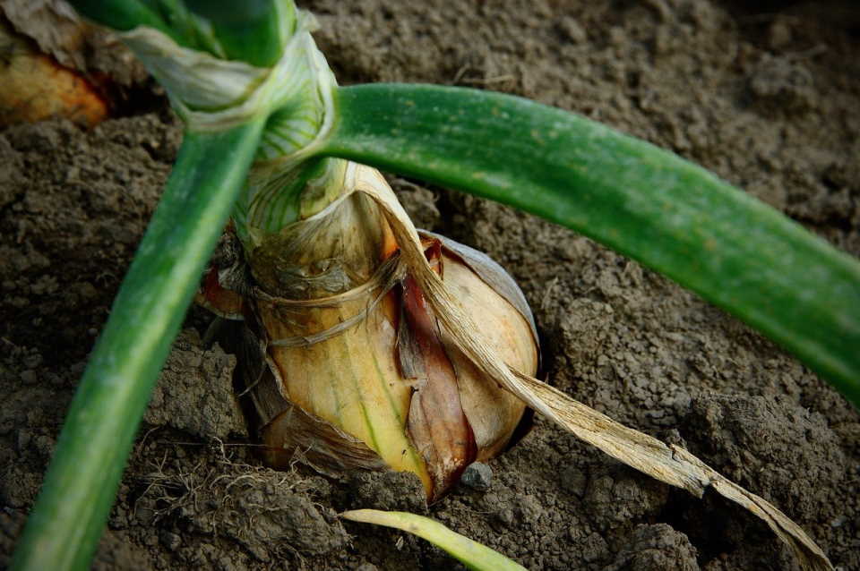 How To Plant Onion Bulbs