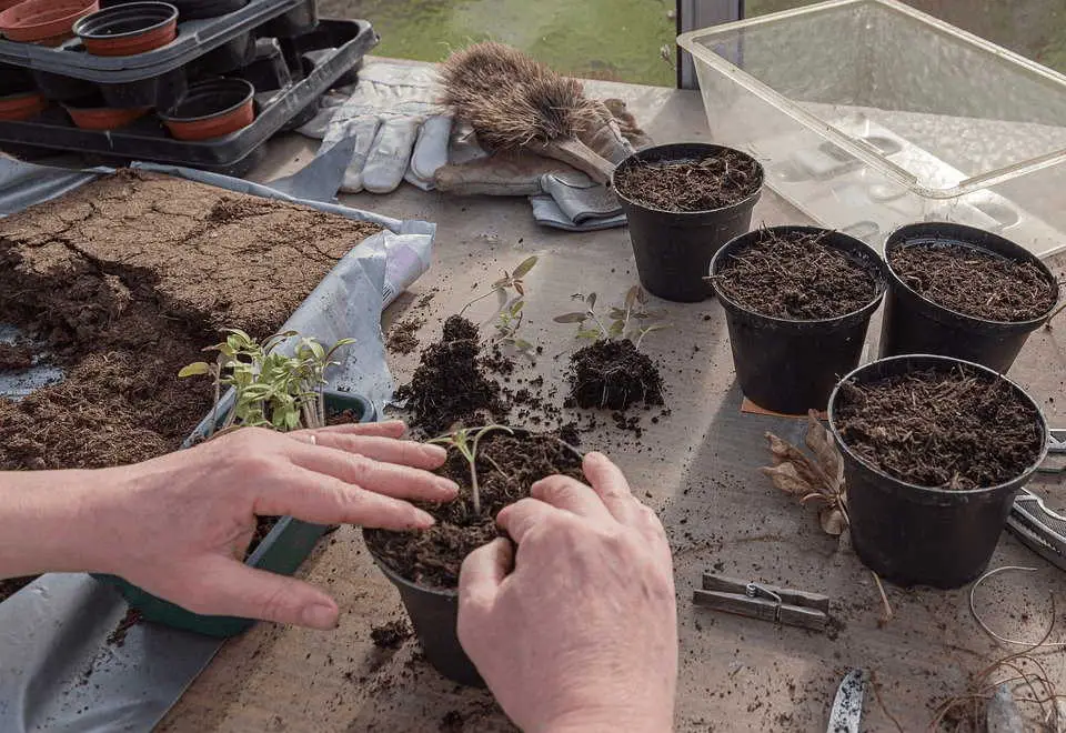 How To Grow Tomatoes From Seed