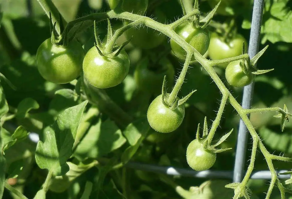 Indeterminate Tomato Varieties