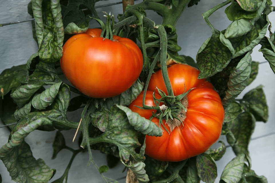 Indeterminate Tomato Varieties