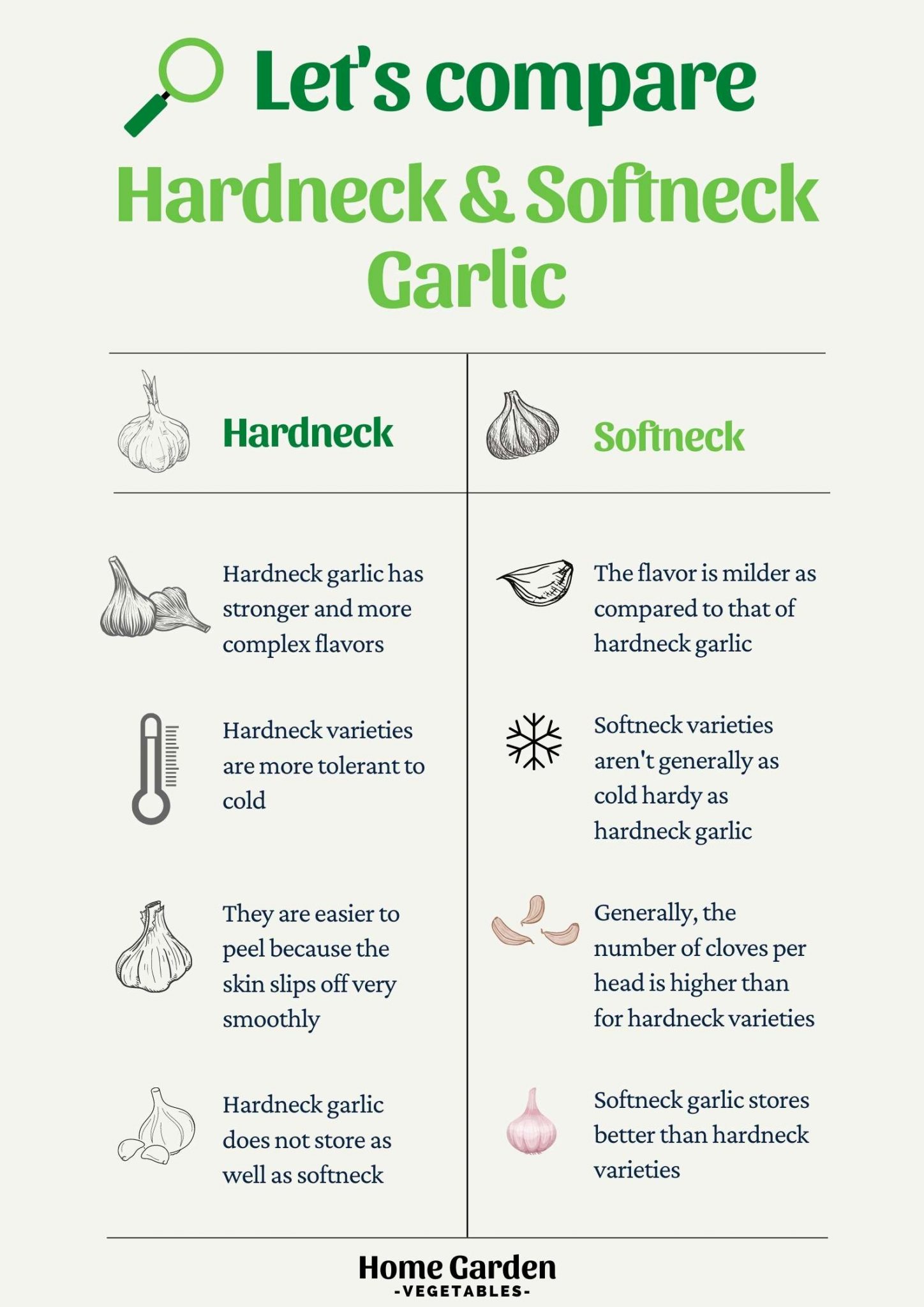 Growing Hardneck VS Softneck Garlic Home Garden Vegetables