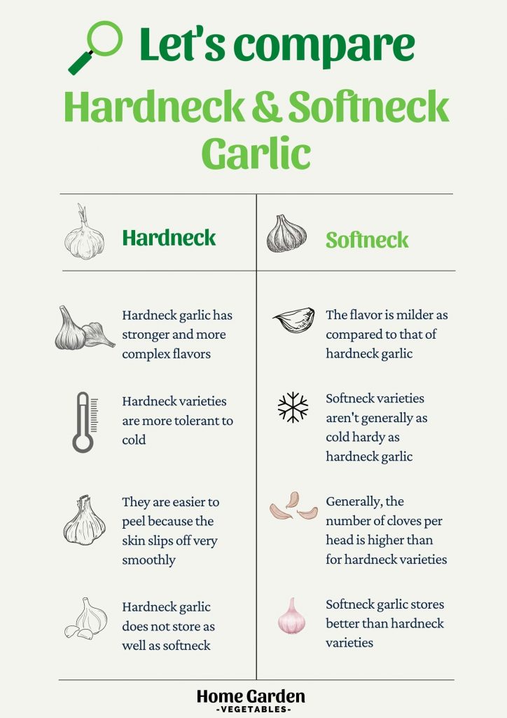 Hardneck VS Softneck Garlic