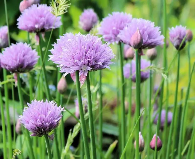 Growing Chives From Seed In Containers 3 Easy Steps Home Garden