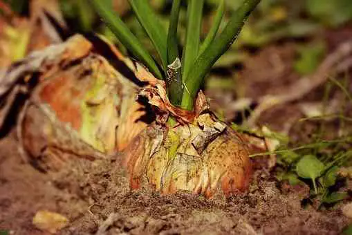 how deep to plant onion bulbs
