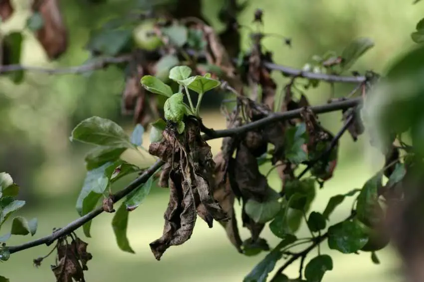 how to save a dying apple tree