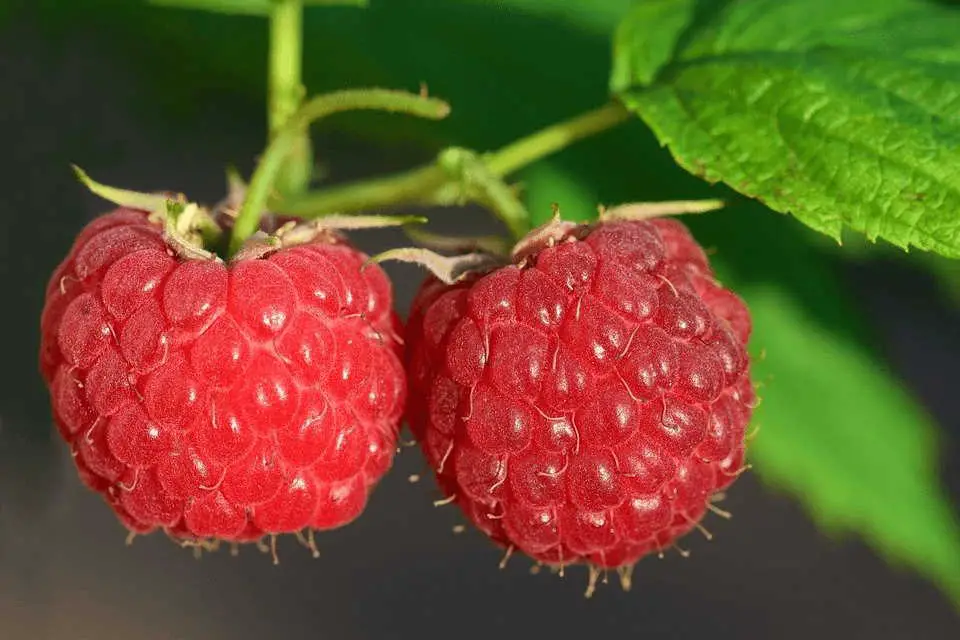 what happens if you don't prune raspberries