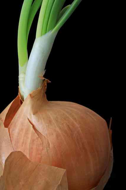 Onion Bulbs Not Growing