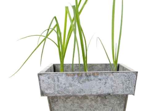 Growing Onions In Containers