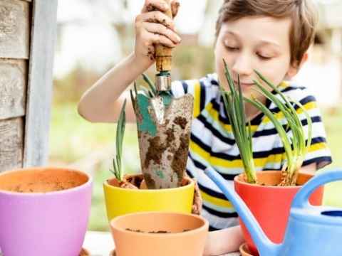 Growing Onions In Containers