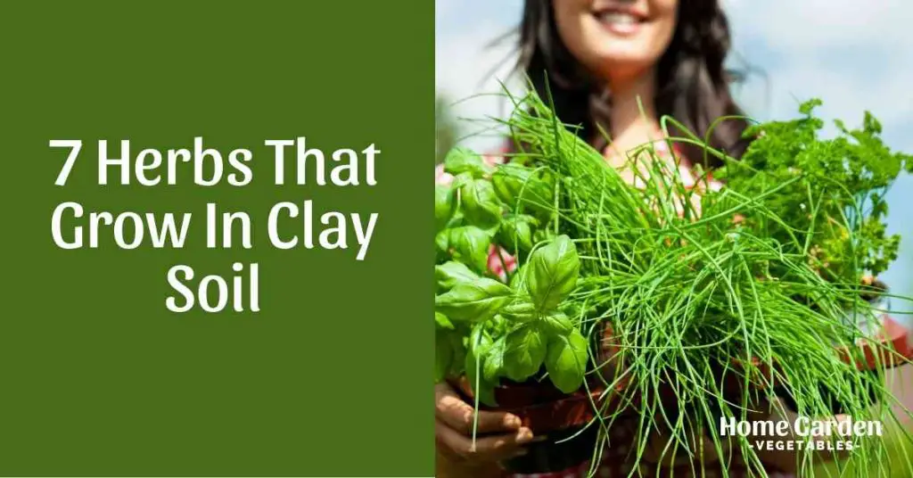 Herbs That Grow In Clay Soil