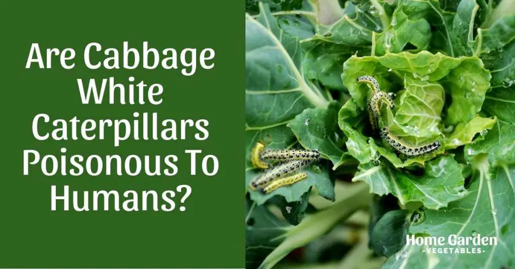 Are Cabbage White Caterpillars Poisonous To Humans