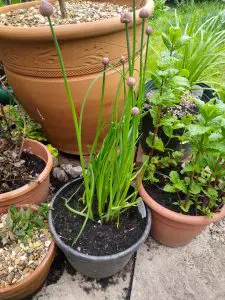 Do Chives Need Cutting Back