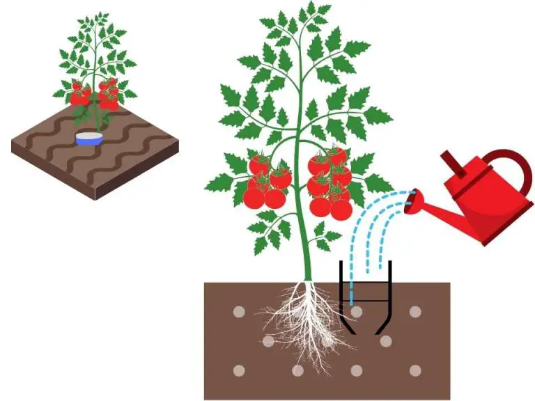 How Much Water Does A Tomato Plant Need Per Day? Home How Much Water Does A Tomato Plant Need Per Day? Home