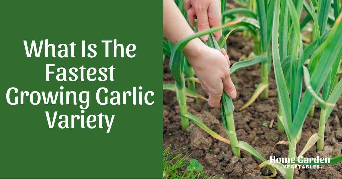 Fastest Growing Garlic Variety