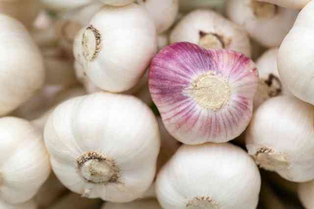fastest growing garlic variety
