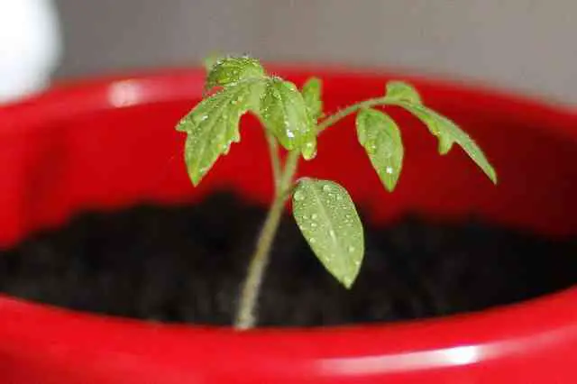 How Much Water Does A Tomato Plant Need Per Day?