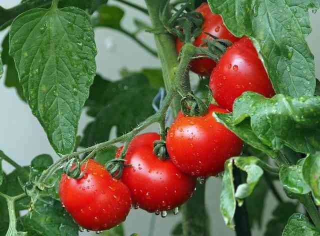 How Much Water Does A Tomato Plant Need