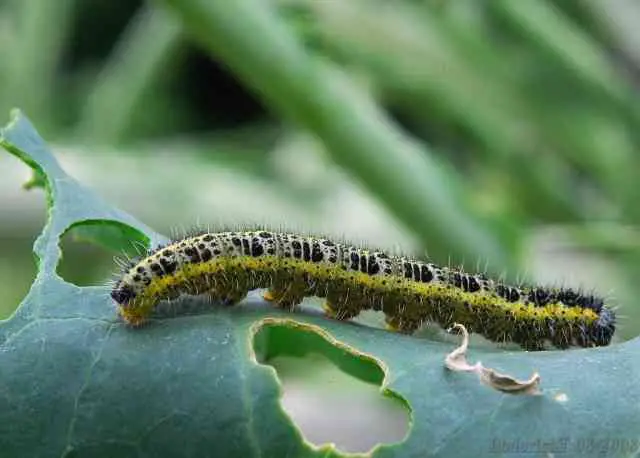 Are Cabbage White Caterpillars Poisonous To Humans
