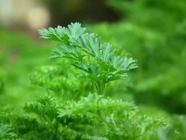 Herbs That Grow In Clay Soil