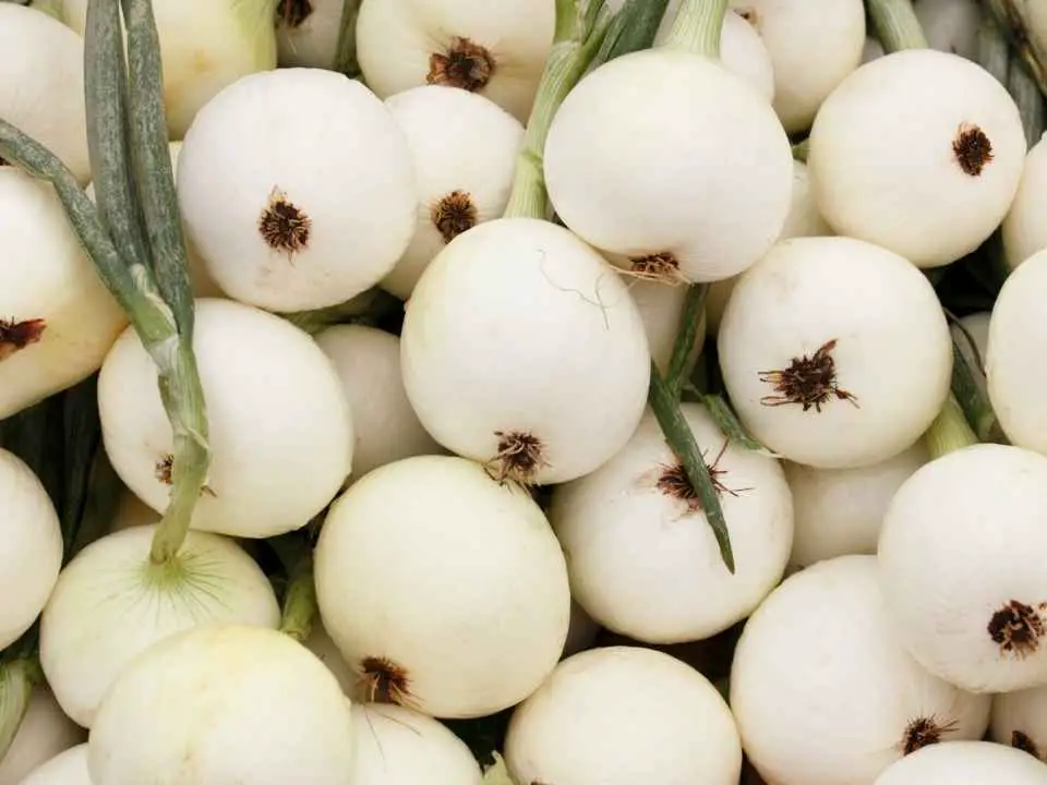giant onion varieties
